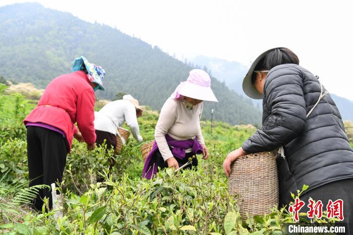 老虎機：西藏察隅：茶葉飄香 村民增收