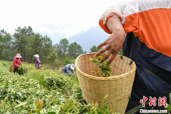 老虎機：西藏察隅：茶葉飄香 村民增收