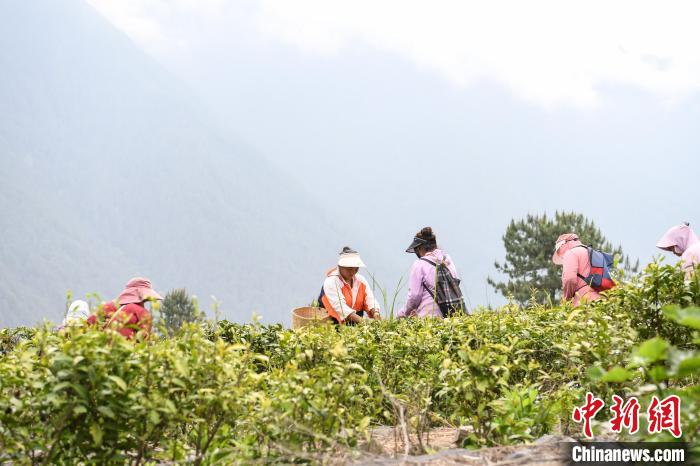 老虎機：西藏察隅：茶葉飄香 村民增收