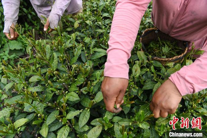 老虎機：西藏察隅：茶葉飄香 村民增收