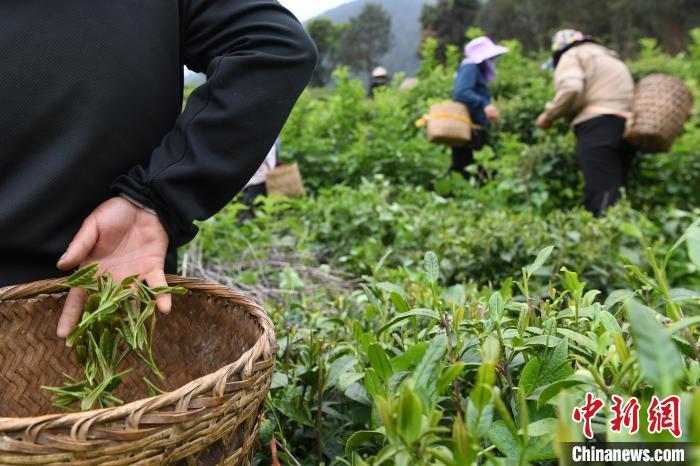 老虎機：西藏察隅：茶葉飄香 村民增收