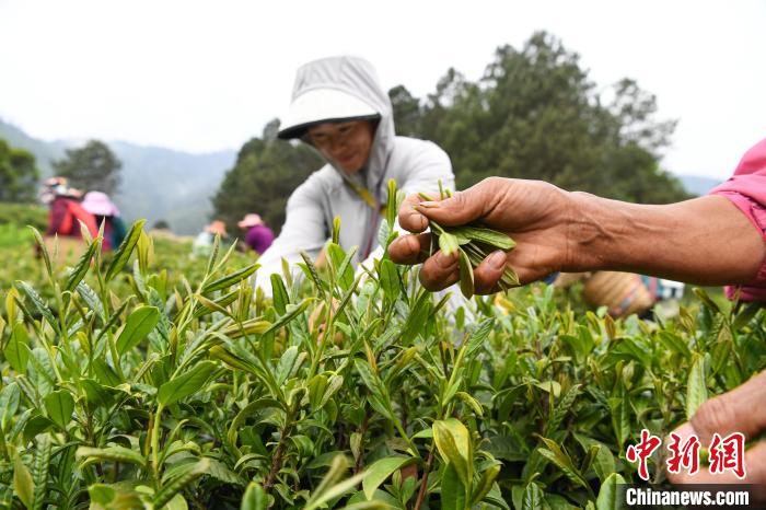 老虎機：西藏察隅：茶葉飄香 村民增收