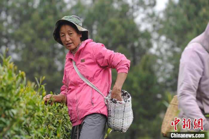 老虎機：西藏察隅：茶葉飄香 村民增收