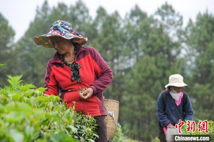 老虎機：西藏察隅：茶葉飄香 村民增收