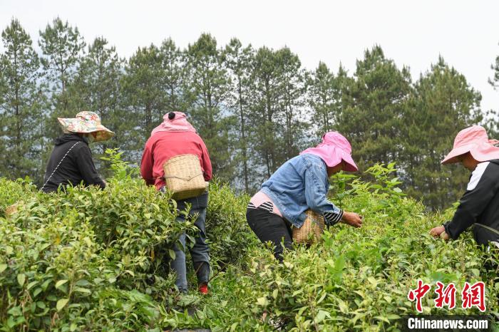 老虎機：西藏察隅：茶葉飄香 村民增收
