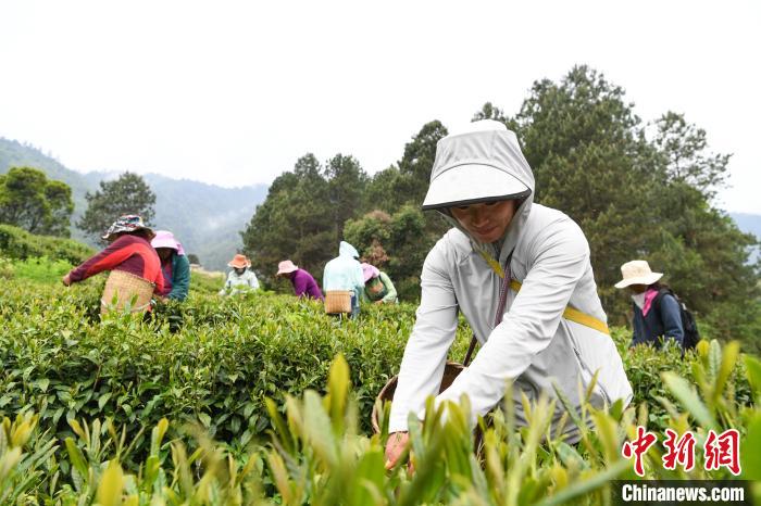 老虎機：西藏察隅：茶葉飄香 村民增收